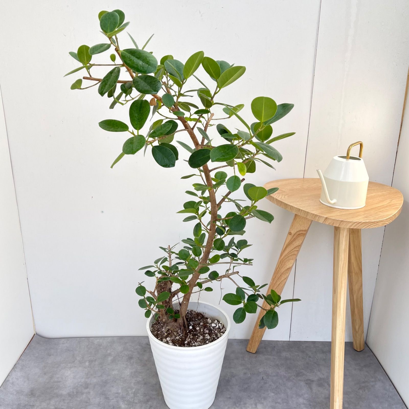パンダガジュマル 28【現品】☆希少☆ 観葉植物 大型 - メルカリ
