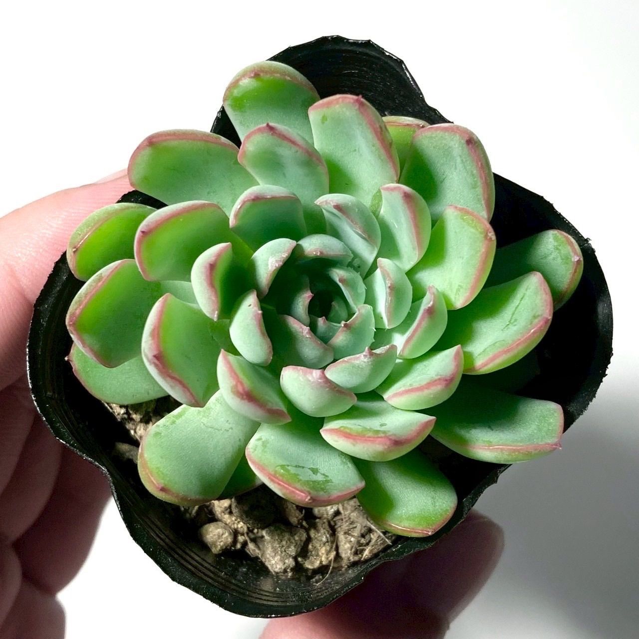まぱさん苗　エケベリア　サイズ大　ラウイ✖️リンゼアナ　メルカリ便鉢ごと発送 多肉植物 エケベリア 花のばら 鉢ごと発送 - メルカリ