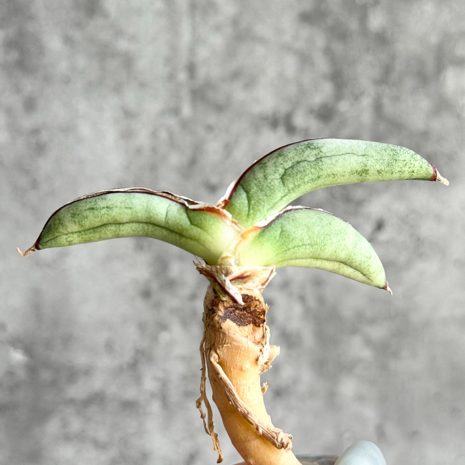 S15500【SS級！！超希少株！！】サンスベリア エイレンシス Sansevieria eilensis ( ユーフォルビア サンセベリア )