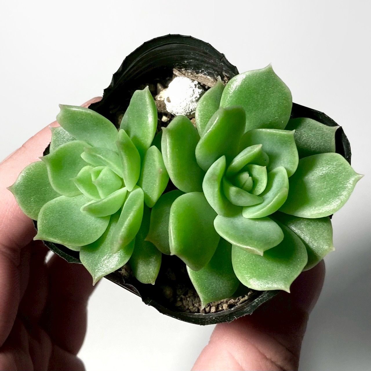 多肉植物 エケベリア すっぴん 鉢ごと発送 - メルカリ