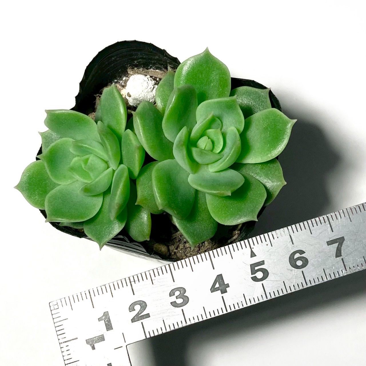 多肉植物 エケベリア すっぴん 鉢ごと発送 - メルカリ