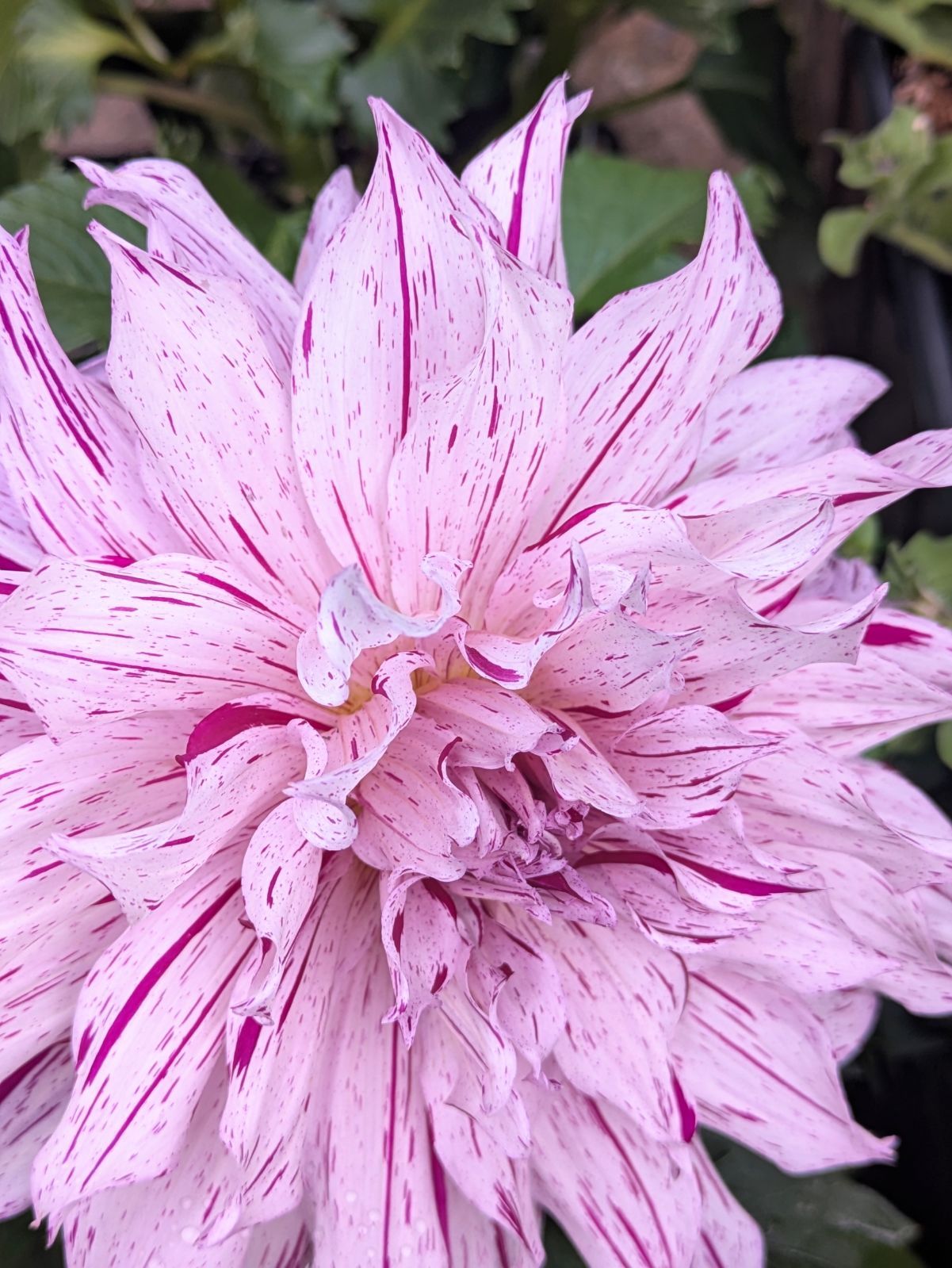 ラスト【値下げ】大輪種ダリア 華金剛 砂漠 純愛の君 切り花