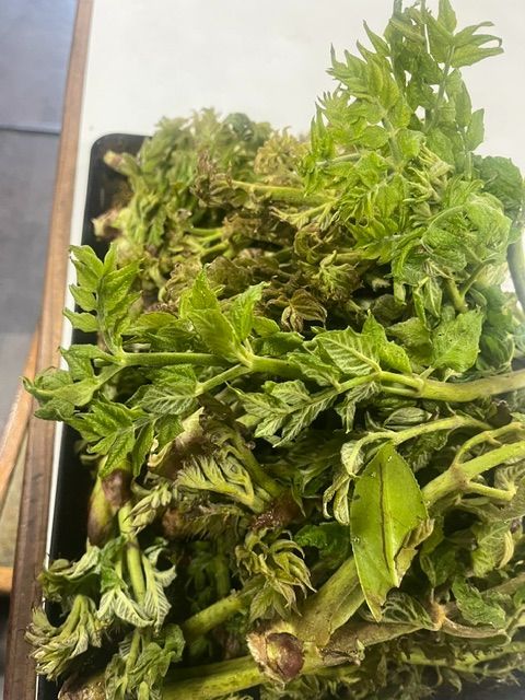 天然タラの芽 1kg 山形県飯豊町産 霜を越えて香りが凝縮！朝採り直送