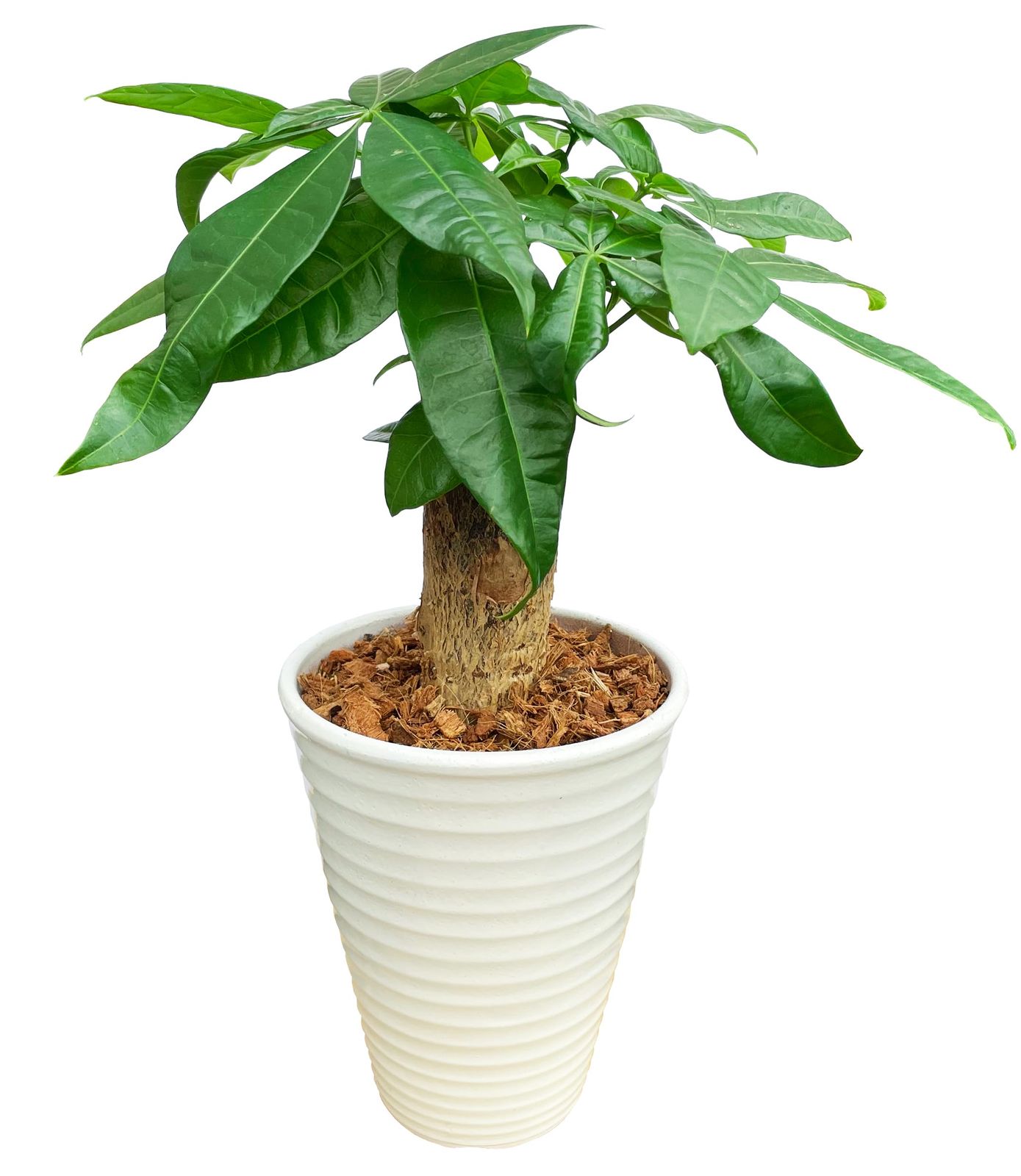 花のギフト社 パキラ 観葉植物 本物 おしゃれ ぱきら ミニ観葉植物 ミニ パキラの木 観葉pms e7e02548