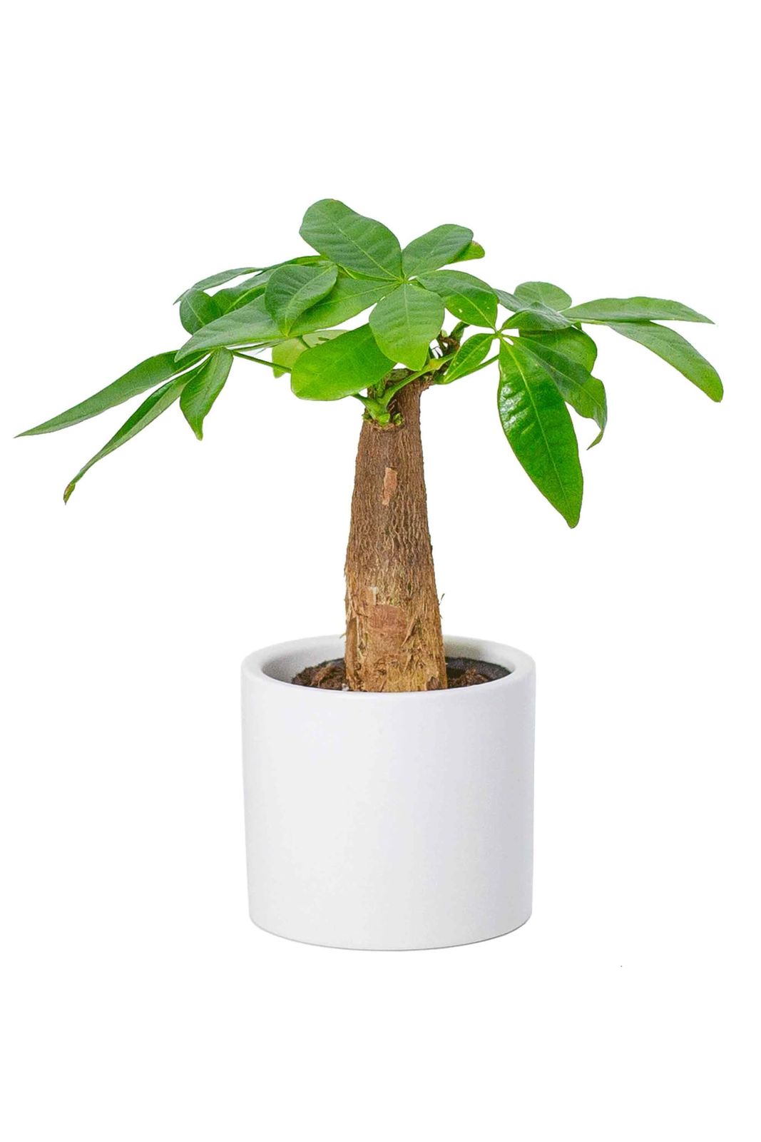 [ miipas ] パキラ 観葉植物 本物 ミニ 小型 小さい 卓上 鉢 入り 金運アップ 2号 室内 陶器鉢 風水に良い ぱきら かわいい ミィパスpms 7253ae70