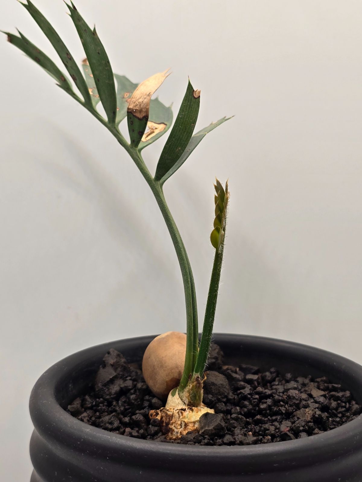エンセファラルトス ホリダス ドワーフリーフ!実生!鉢上13cm !塊茎1cm◆Encephalartos horridus dwarf no18