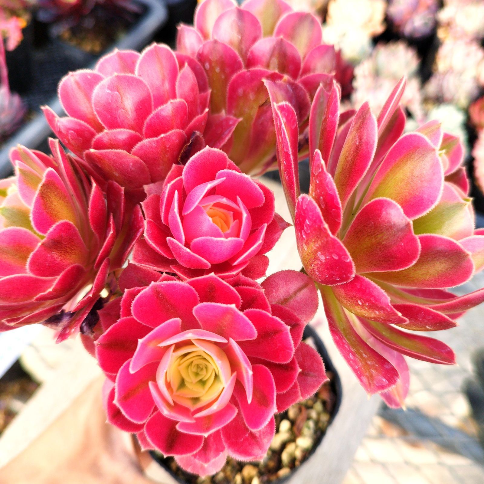 アエオニウム抜き苗孔雀の羽【メルカリ便代金込み】 多肉植物 アエオニウム 孔雀翎錦 1株 土付き発送 - メルカリ