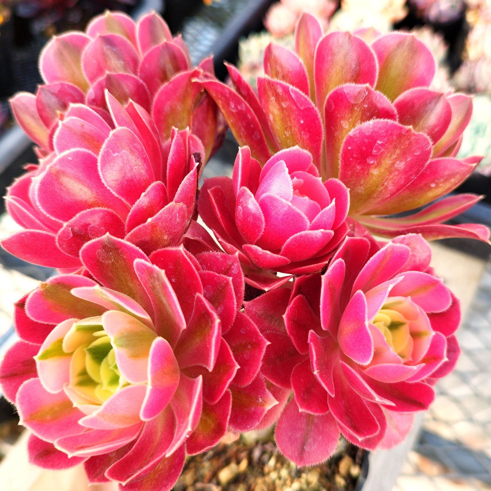 多肉植物 アエオニウム ピンクウィッチ 抜き苗 - メルカリ