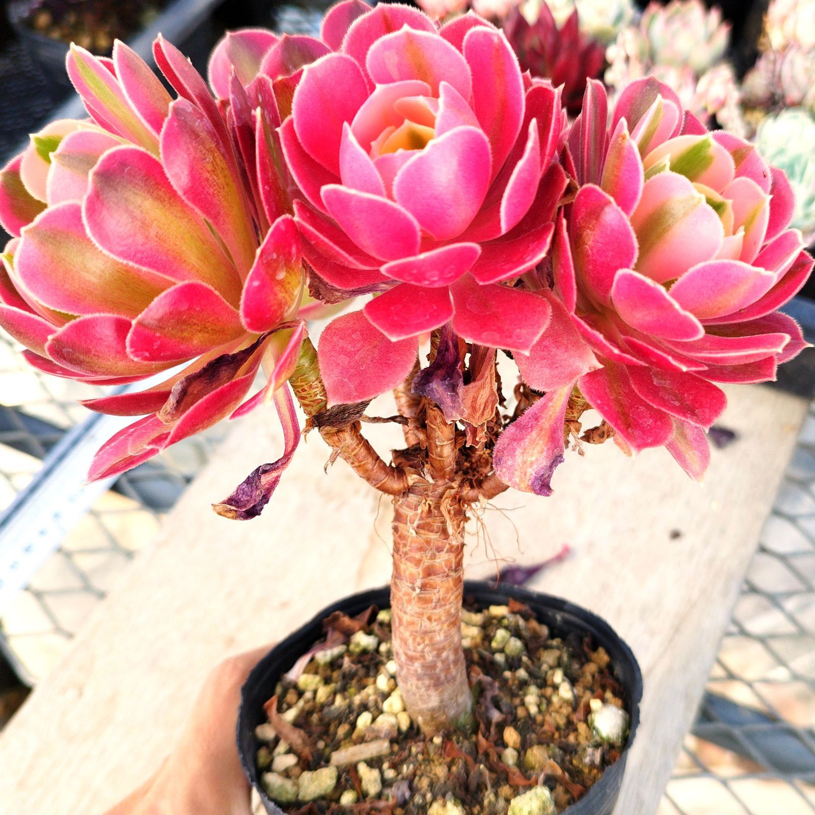 多肉植物 アエオニウム ピンクウィッチ 抜き苗 - メルカリ