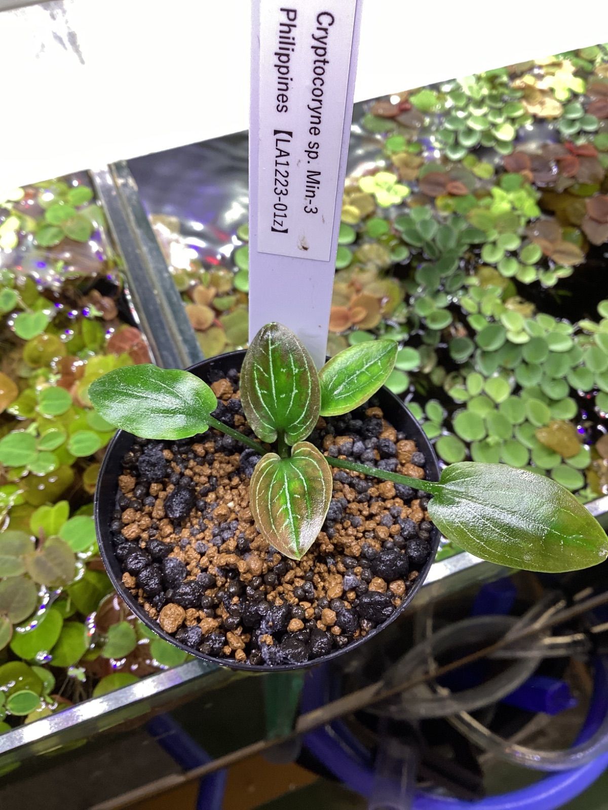 Cryptocoryne sp. “Min-3” Philippines 【LA1223-01z】