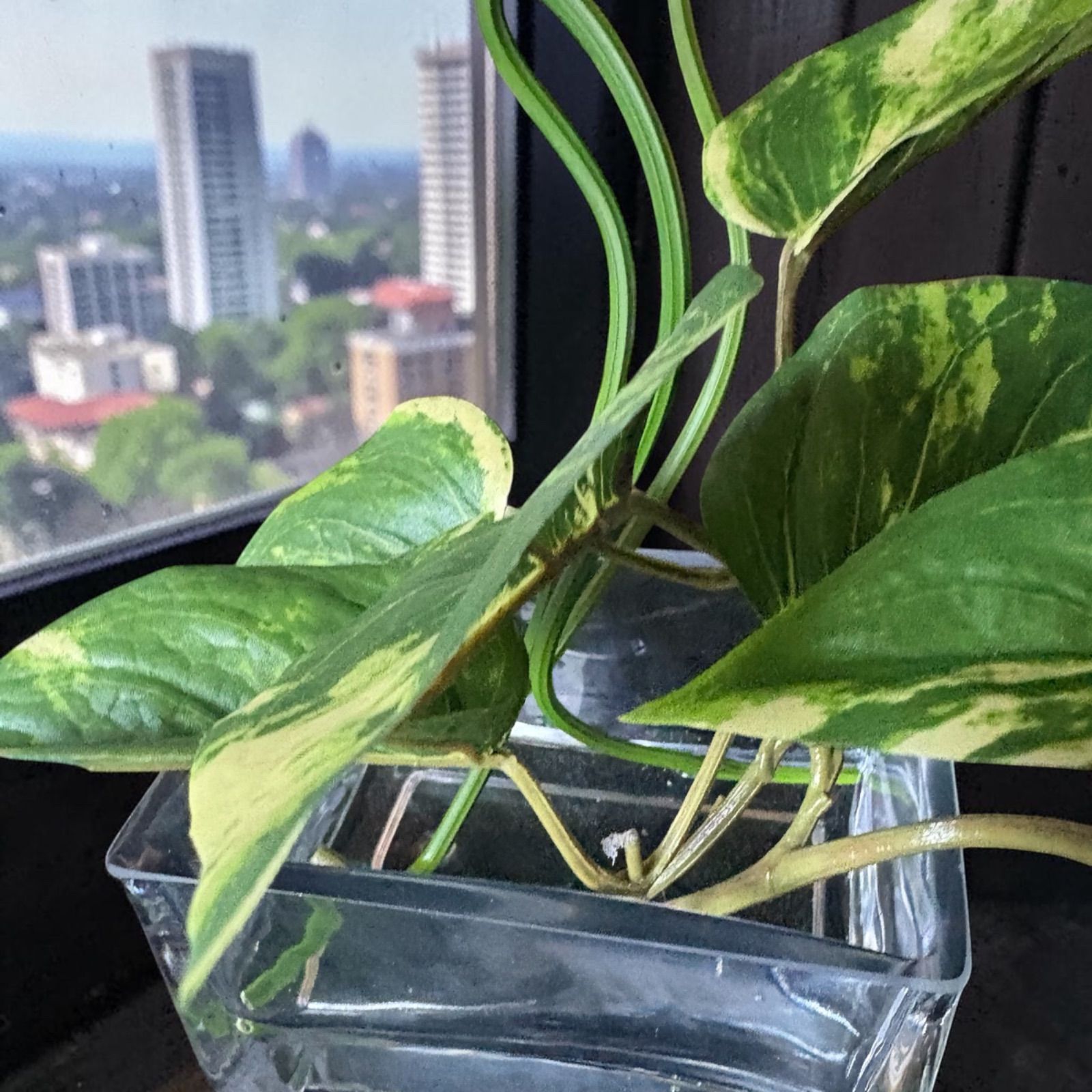 光触媒 人工観葉植物 ウォールグリーン フェイクグリーン マジカル