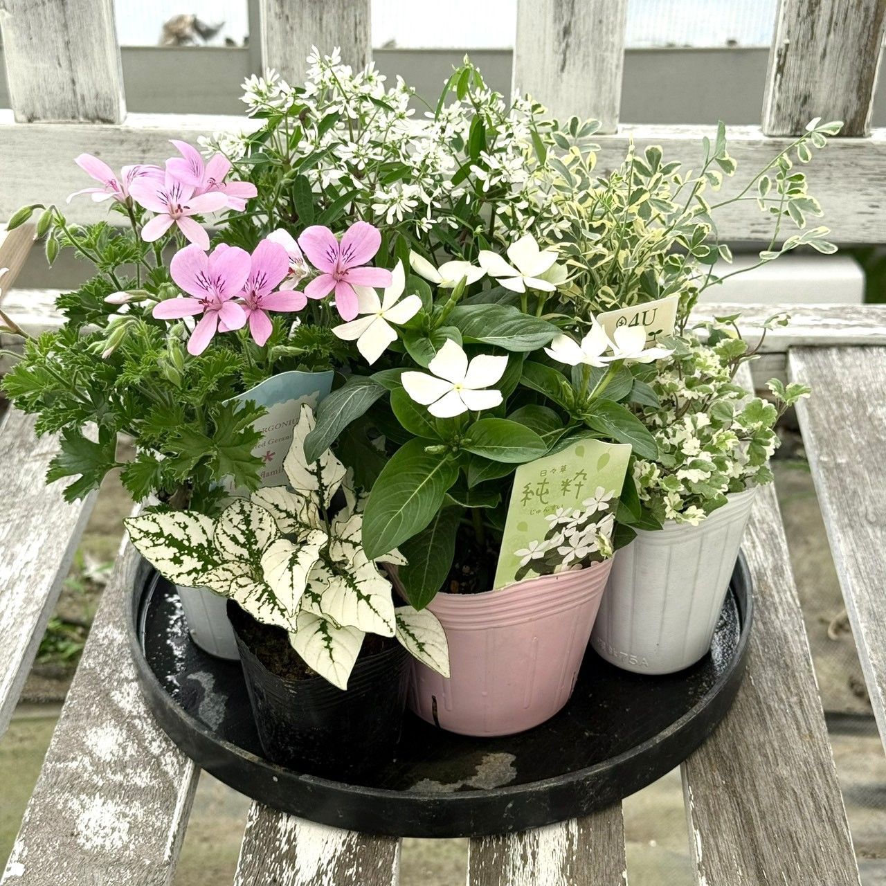 純白ニチニチソウ」の爽やか寄せ植え※寄せ植えセット 花苗 花