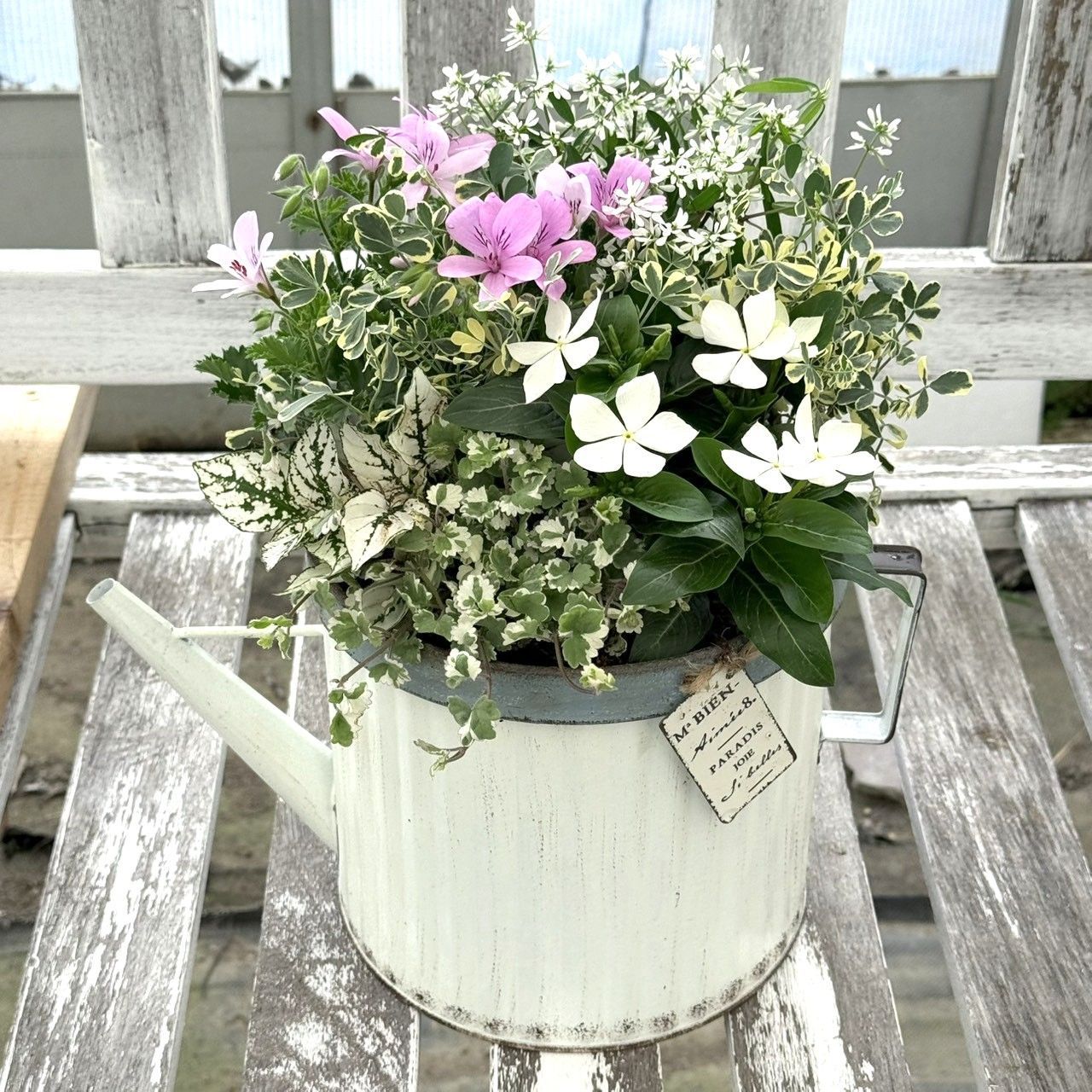 「純白ニチニチソウ」の爽やか寄せ植え※完成品 花苗 苗 花 ガーデニング 花苗 花 お花 ガーデニング 日日草　寄せ植えセット#プチフルフラワー