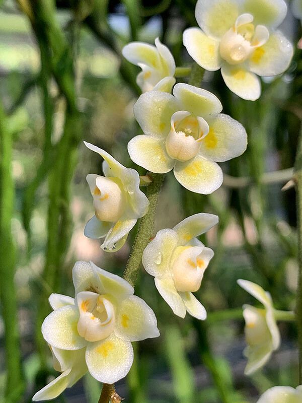 洋蘭 Chiloschista viridiflava 開花・つぼみ付 SOH-169 キロスキスタ ビリディフラバ