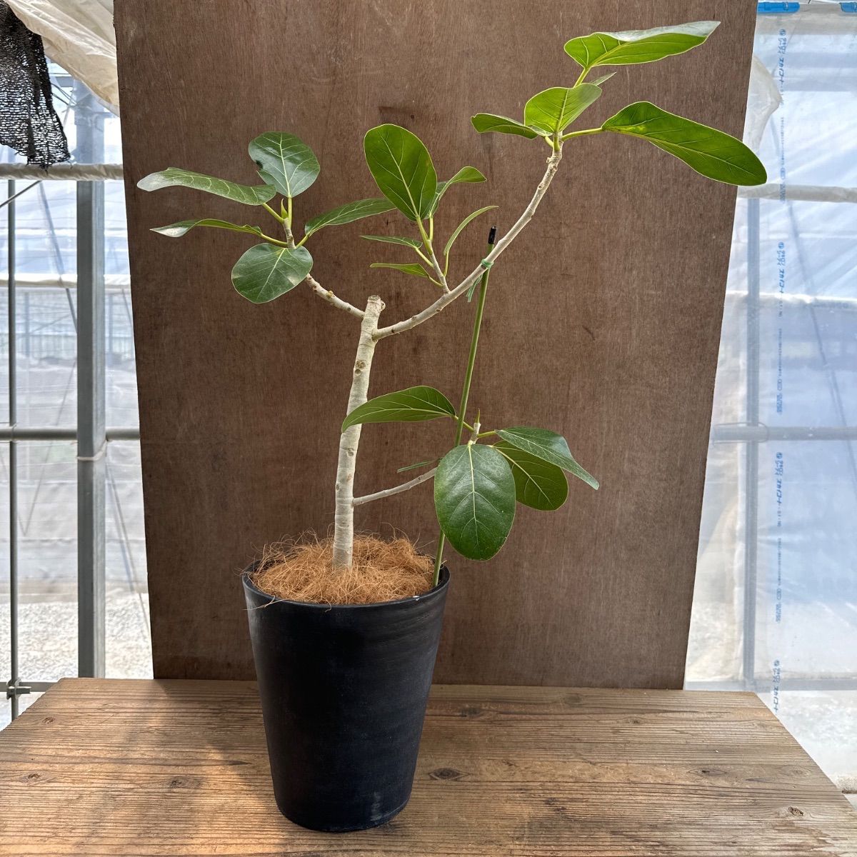 ［現品］7番　フィカス　ベンガレンシス　曲がり 8号　観葉植物　室内　ゴムの木 インテリア ベンガレンシス フィカス 観葉植物 現品 フィカス ゴムの木