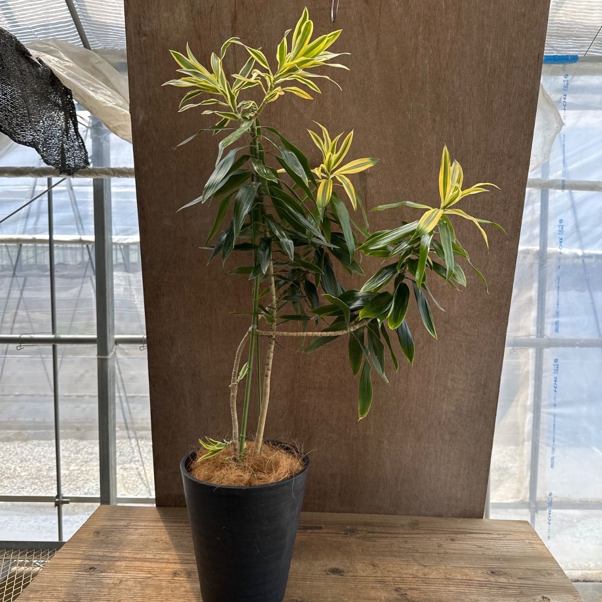 ドラセナ ソングオブ スリランカ 現品 観葉植物 観葉 植物 珍しい レア 希少 インテリア プレゼント おしゃれ かわいい おうち時間 グリーン 斑入り 斑 お祝 開店祝い 新築祝い