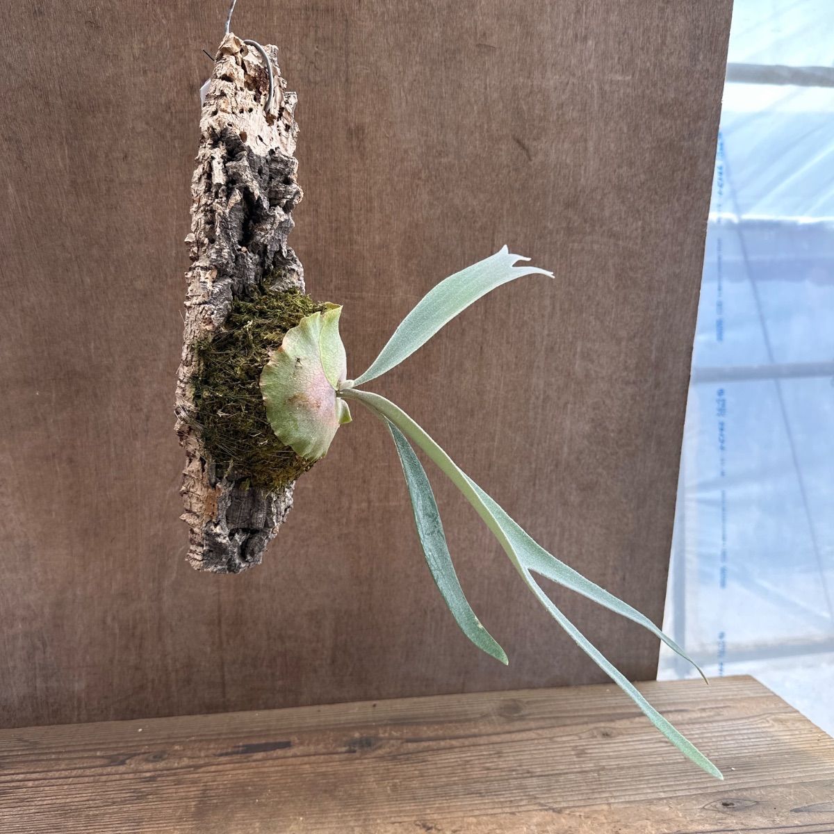 platycerium pewchan ビカクシダ ピューチャン 陶器板①(検 コウモリ