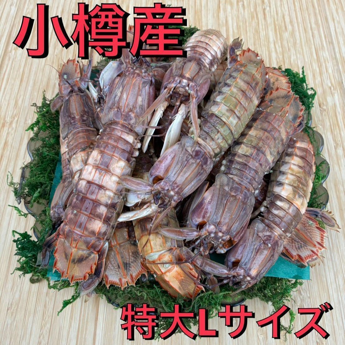 【北海道小樽産！送料無料！訳あり！】ボイル殻付きメス蝦蛄（シャコ）ガサエビ　 新鮮 　海鮮 　おつまみ　ボイル済み　ギフト　贈答品　母の日　父の日　敬老の日　シャコ　しゃこ