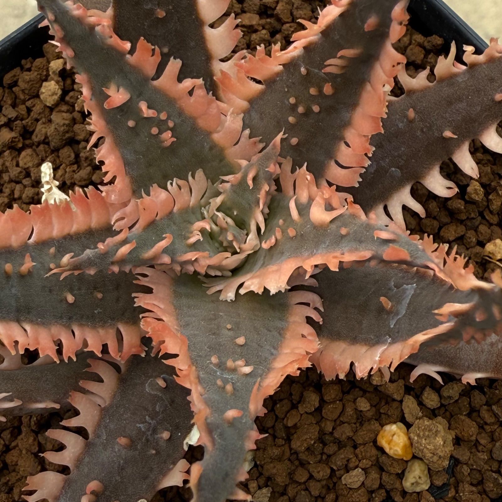 06 Aloe hyb アロエ ハイブリッド カキコ発根済み（多肉植物 観葉植物）