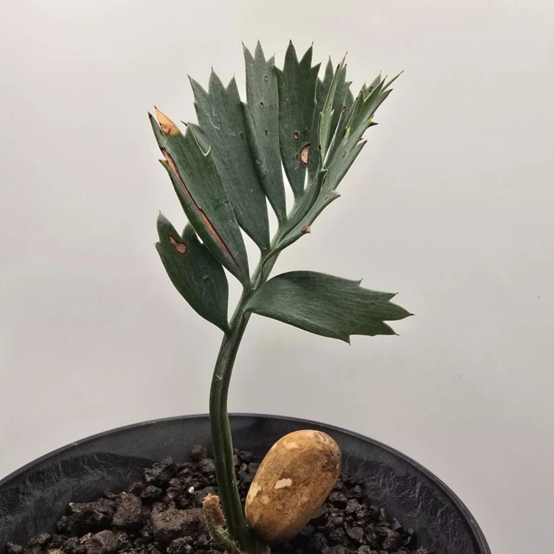 エンセファラルトス ホリダス ドワーフリーフ!実生!鉢上15cm !塊茎1.5cmフラッシュ中!マルチヘッド展開◆Encephalartos horridus dwarf no7