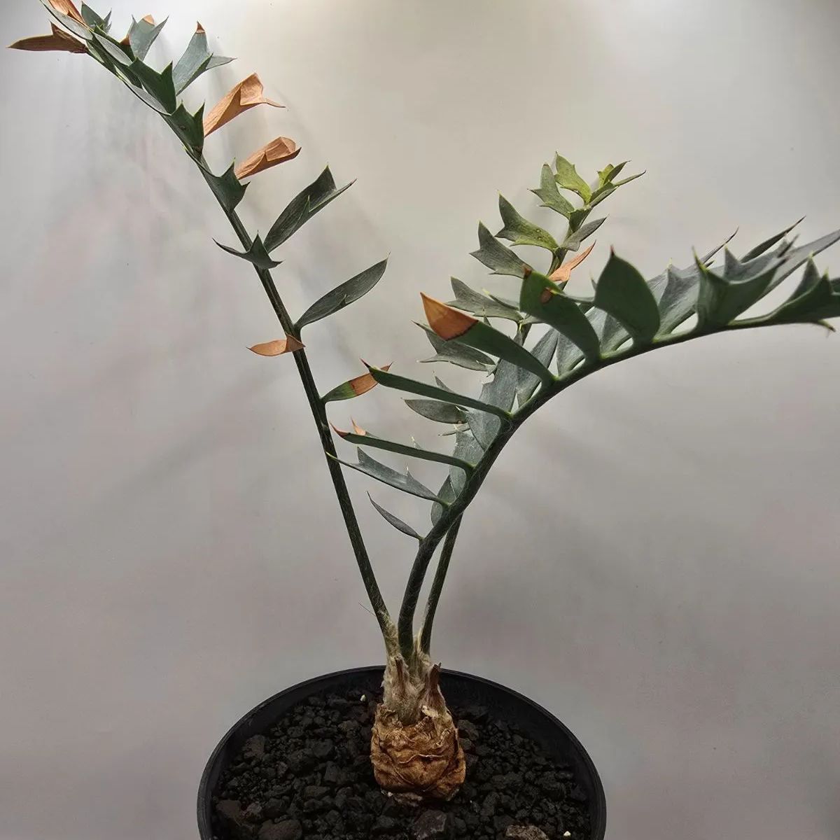 エンセファラルトス ホリダス 鉢上25cm !塊茎3cm！Encephalartos horridus no3 美ブルーリーフ！