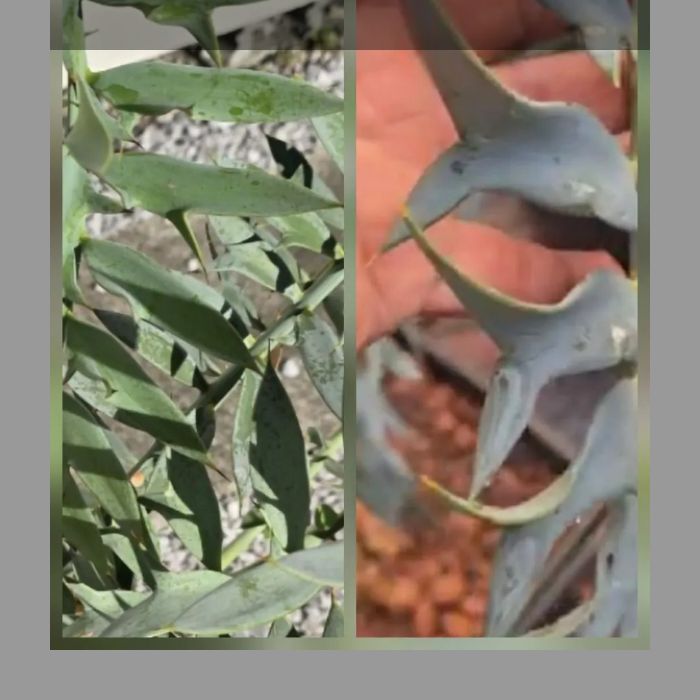 エンセファラルトス ホリダス ドワーフ 実生 horridus 塊根植物 エンセファラルトス ホリダス ドワーフリーフ！実生！鉢上14cm !塊茎
