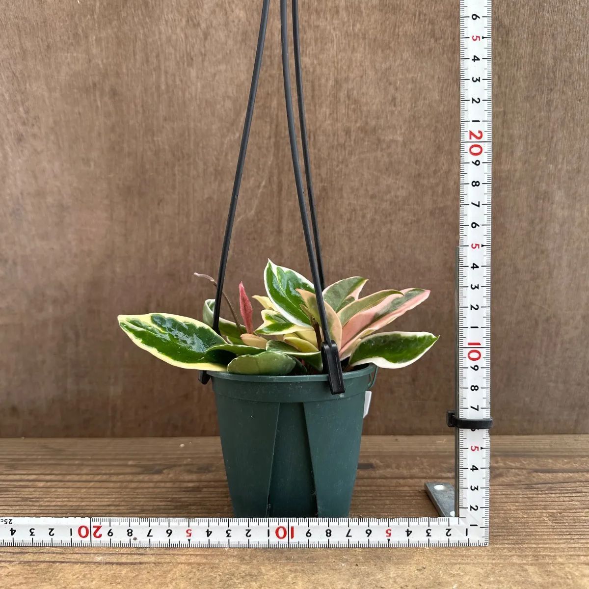 ホヤ カルノーサ ① 現品 サクララン 桜蘭 Hoya carnosa サクララン