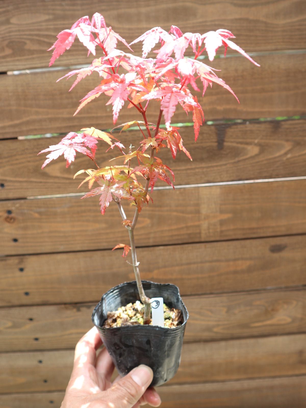 ③出猩々紅葉 デショウジョウモミジ ミニ盆栽 素材 もみじ - メルカリ