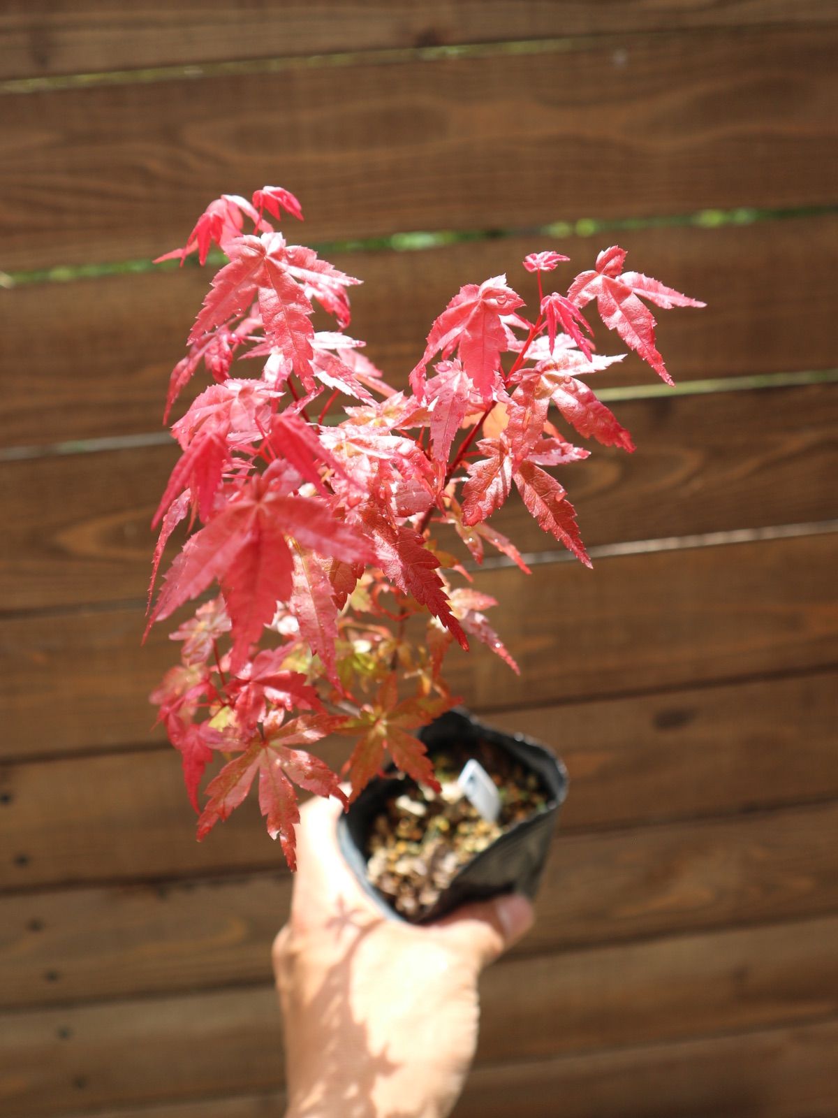 ③出猩々紅葉 デショウジョウモミジ ミニ盆栽 素材 もみじ - メルカリ