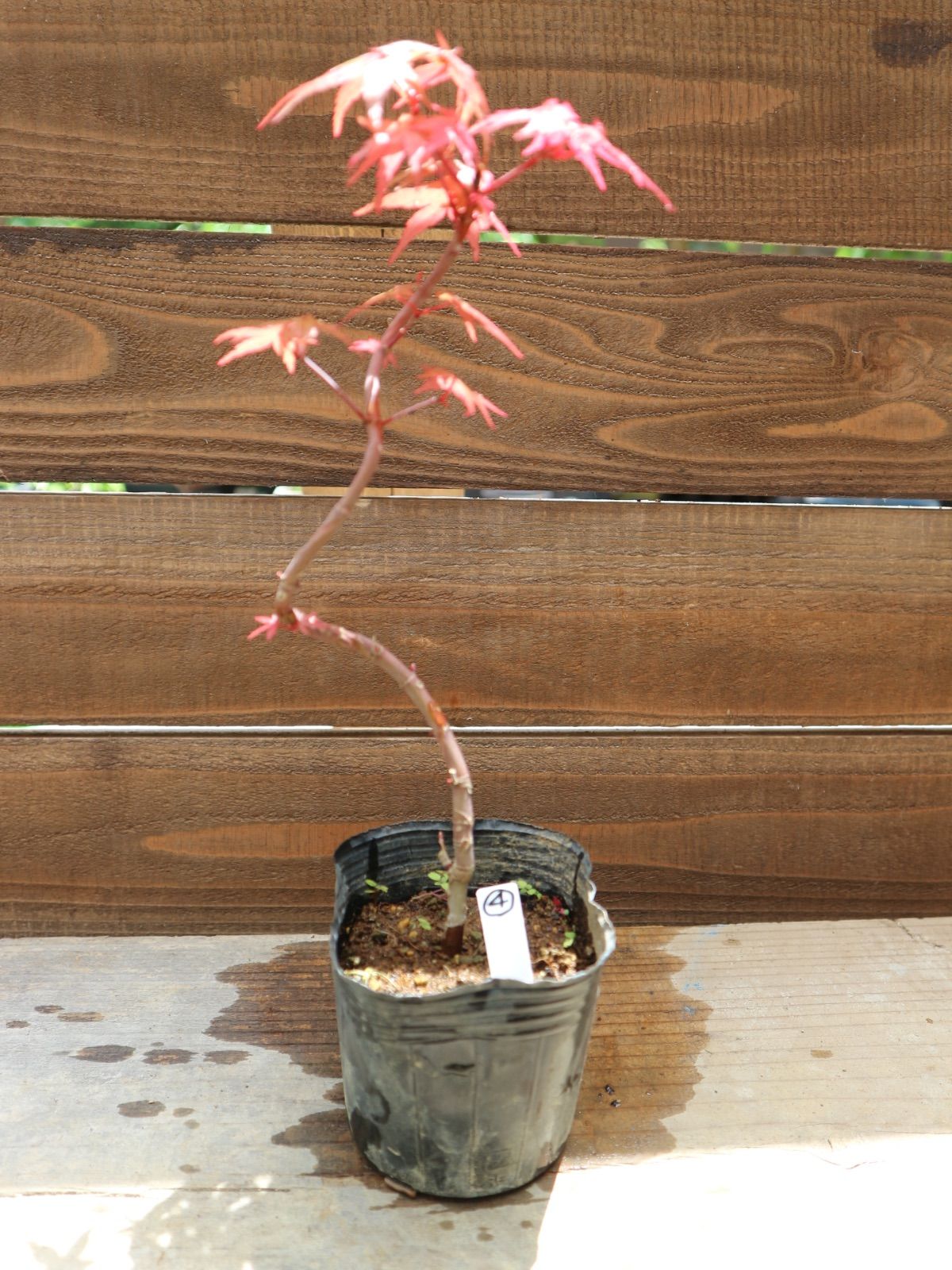 ④出猩々紅葉 デショウジョウモミジ ミニ盆栽 素材 もみじ - メルカリ