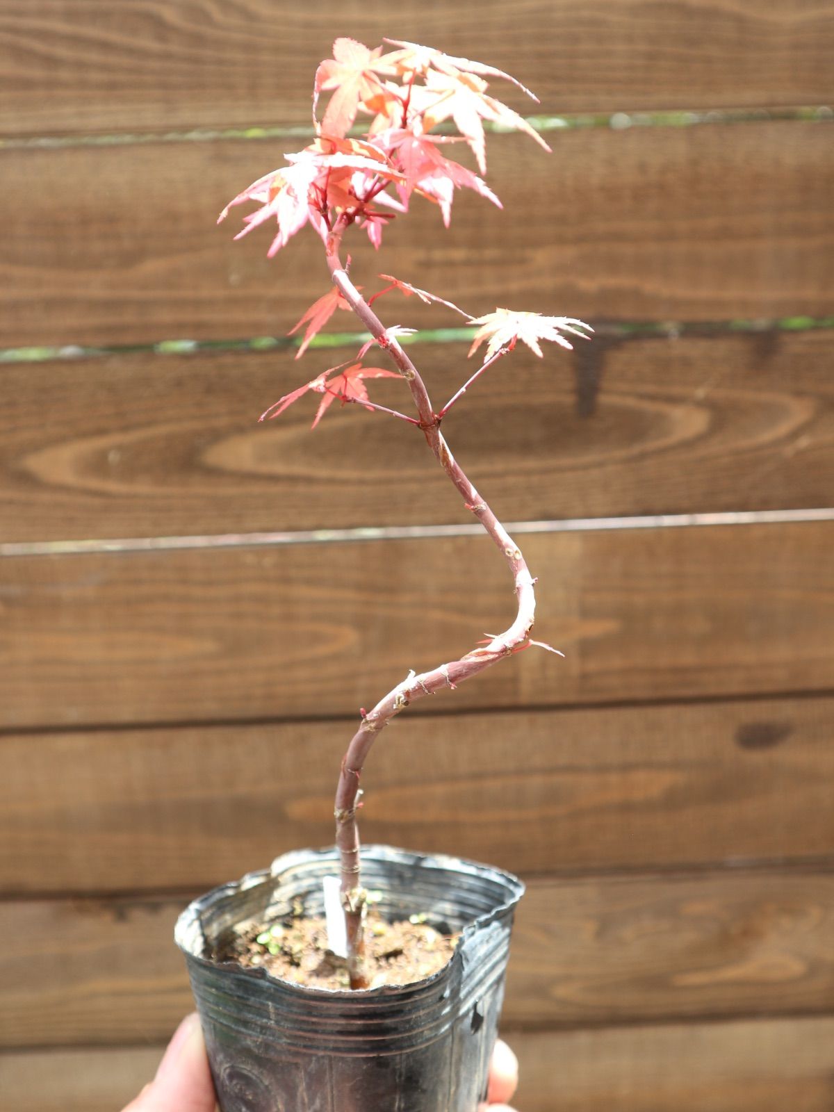 ④出猩々紅葉 デショウジョウモミジ ミニ盆栽 素材 もみじ - メルカリ