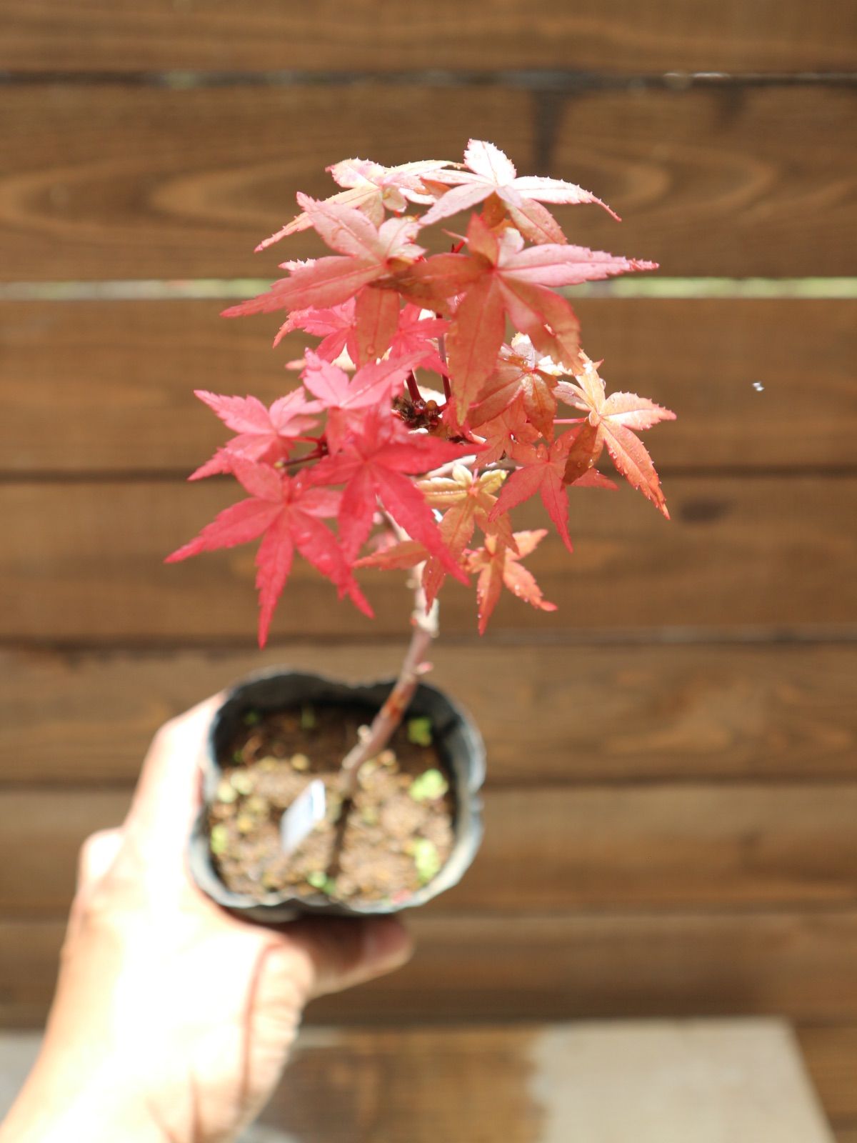 三河盆栽　デショウジョウ　出猩々　人気品種　赤系紅葉　モミジ　紅葉　根張り　素材 もみじ出猩々（デショウジョウ） / 盆栽、多肉植物、塊根植物、観葉