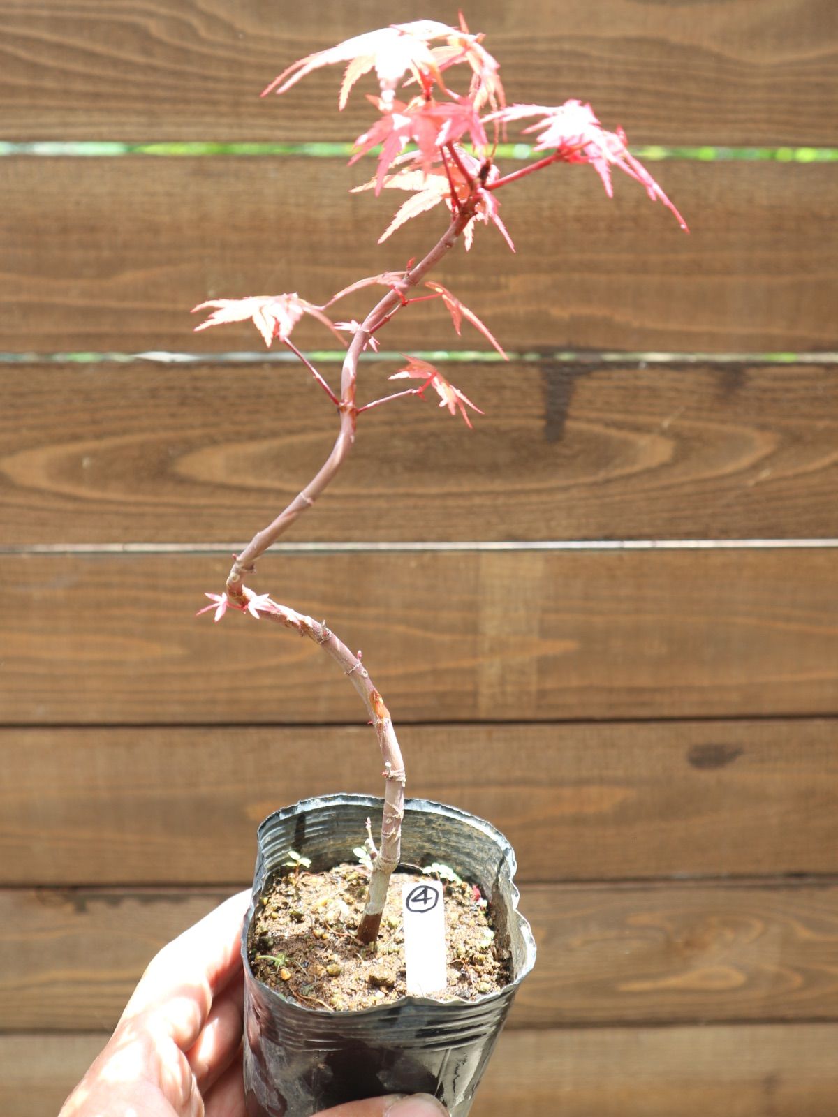 ④出猩々紅葉 デショウジョウモミジ ミニ盆栽 素材 もみじ - メルカリ