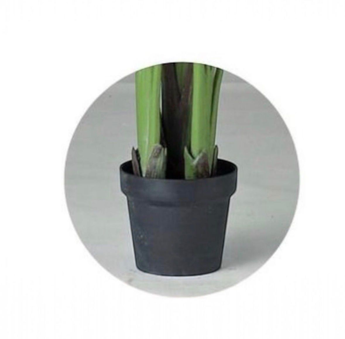 光触媒 人工観葉植物 ウォールグリーン フェイクグリーン オーガスタ