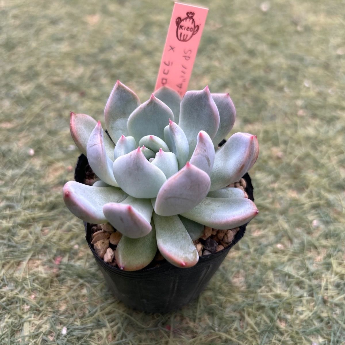 多肉植物 SPノバサラゴサxラコロ 抜き苗 - メルカリ