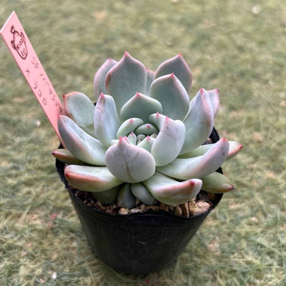 多肉植物 SPノバサラゴサxラコロ 抜き苗 - メルカリ