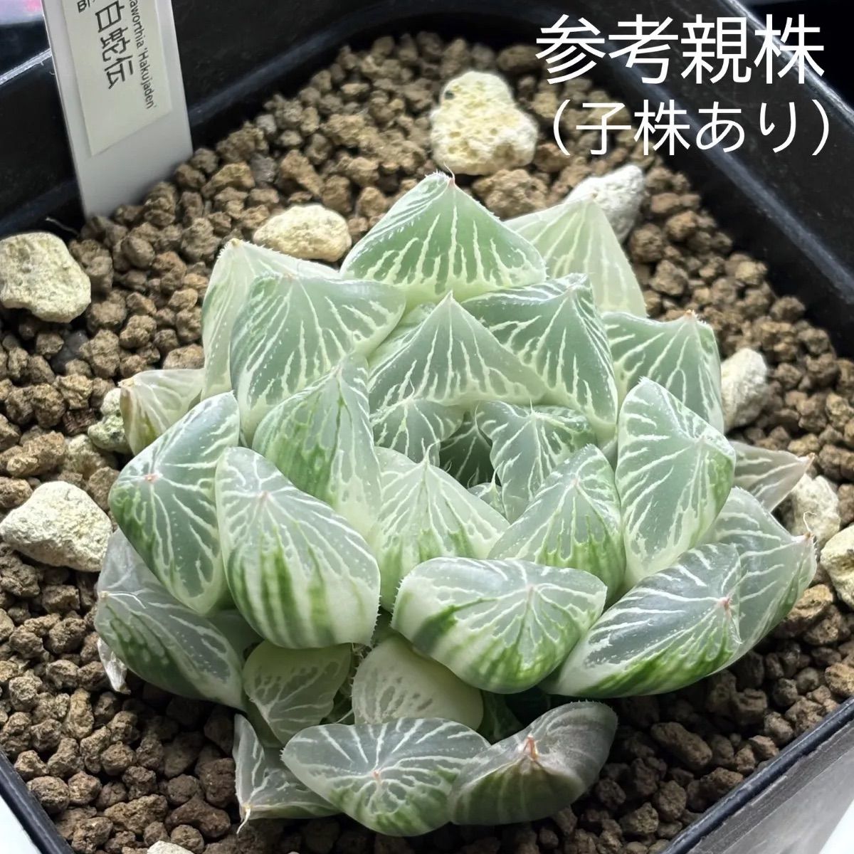 ハオルチア ☆ 白蛇伝（カキ仔発根済み）斑入り 糊斑 - メルカリ