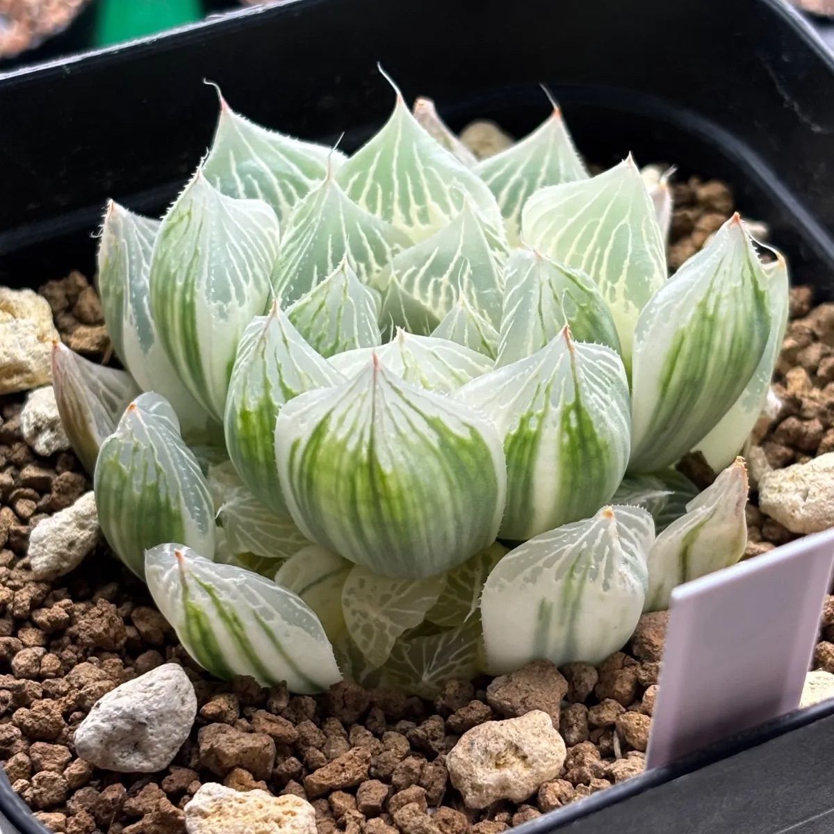 ハオルチア　白蛇伝　中株　斑入り　糊斑 ハオルチア ☆ 白蛇伝（カキ仔発根済み）斑入り 糊斑 - メルカリ
