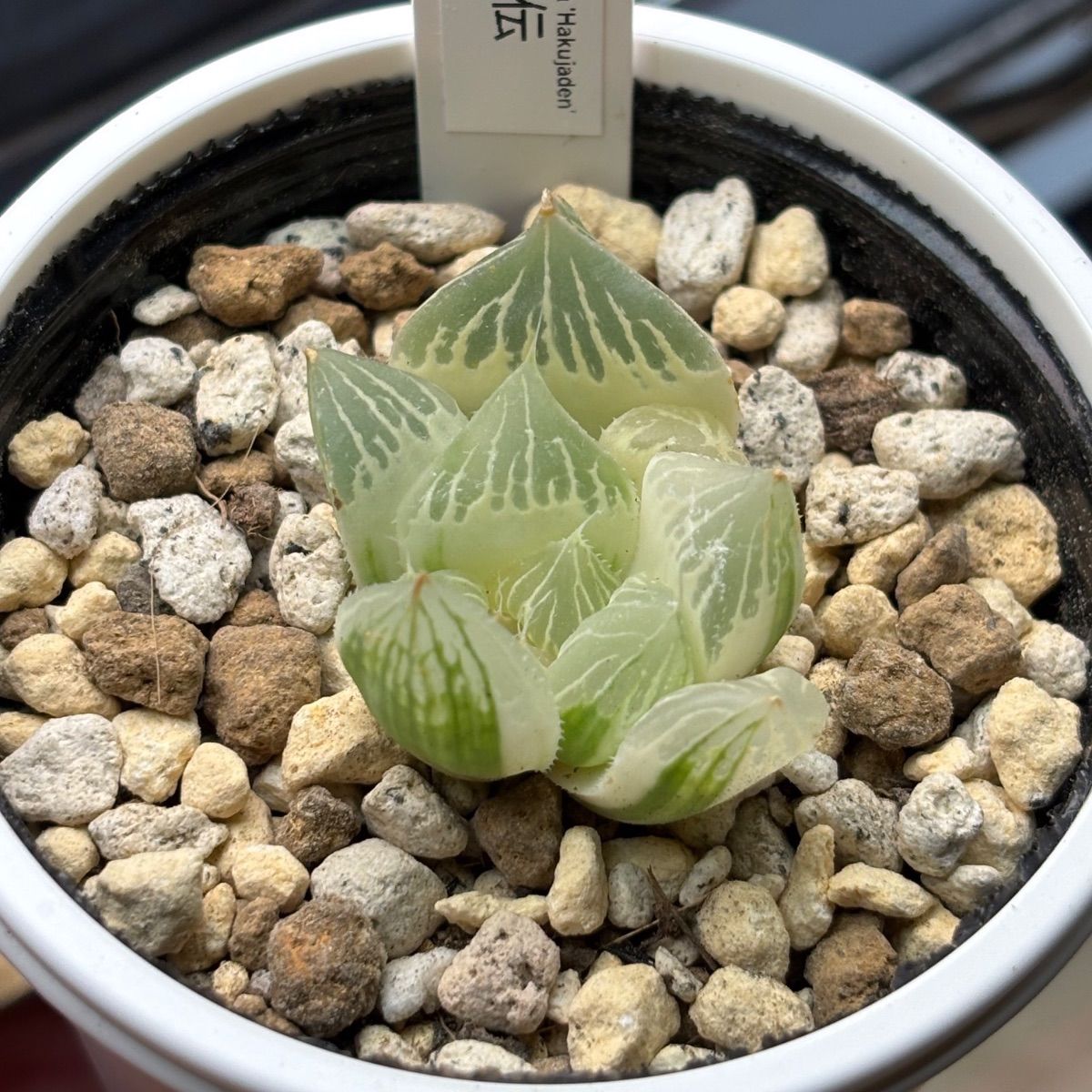 ハオルチア ☆ 白蛇伝（カキ仔発根済み）斑入り 糊斑 - メルカリ