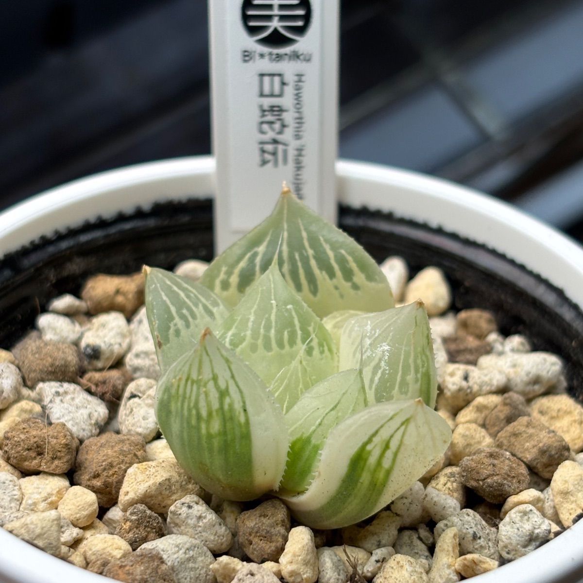 ハオルチア ☆ 白蛇伝（カキ仔発根済み）斑入り 糊斑 - メルカリ