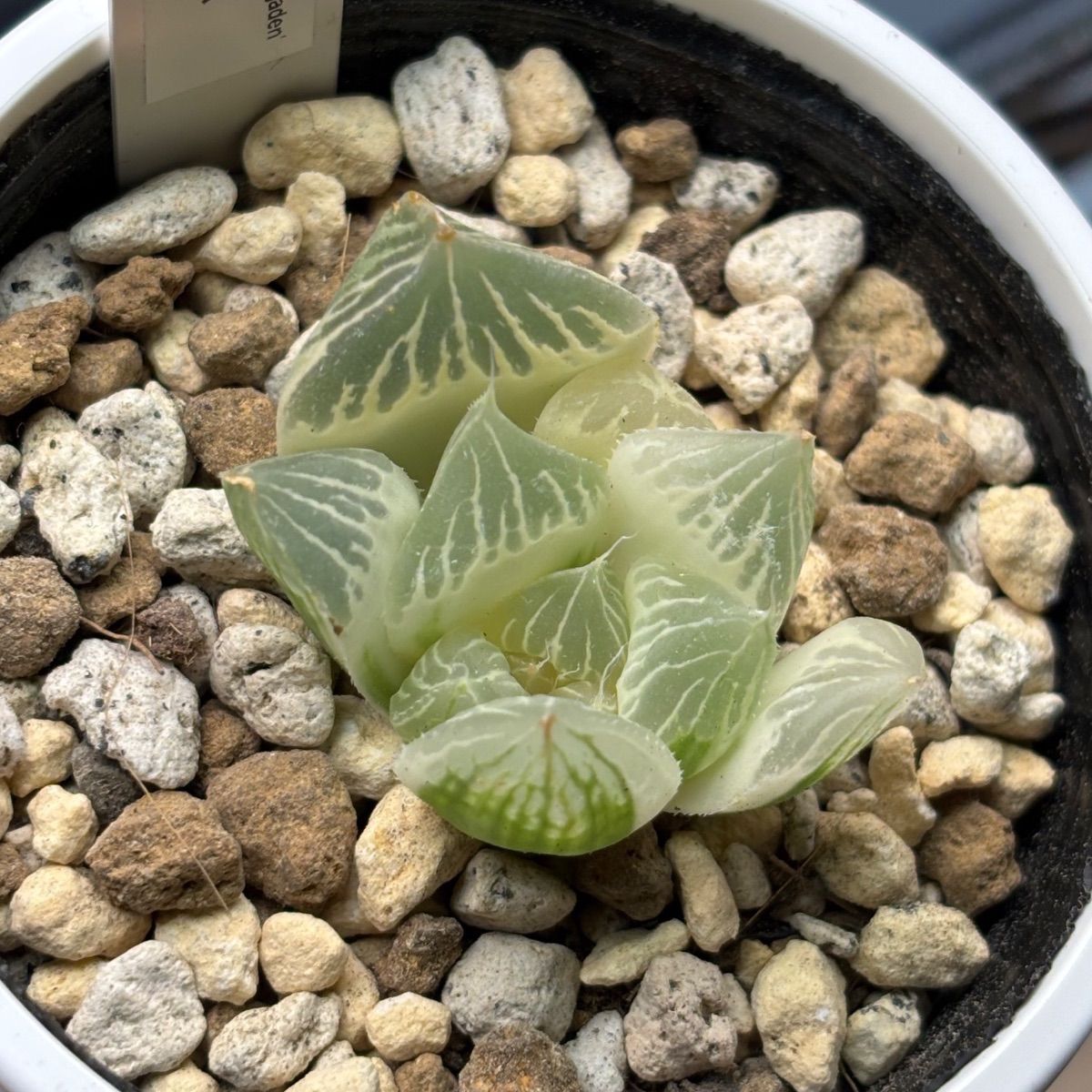 ハオルチア ☆ 白蛇伝（カキ仔発根済み）斑入り 糊斑 - メルカリ