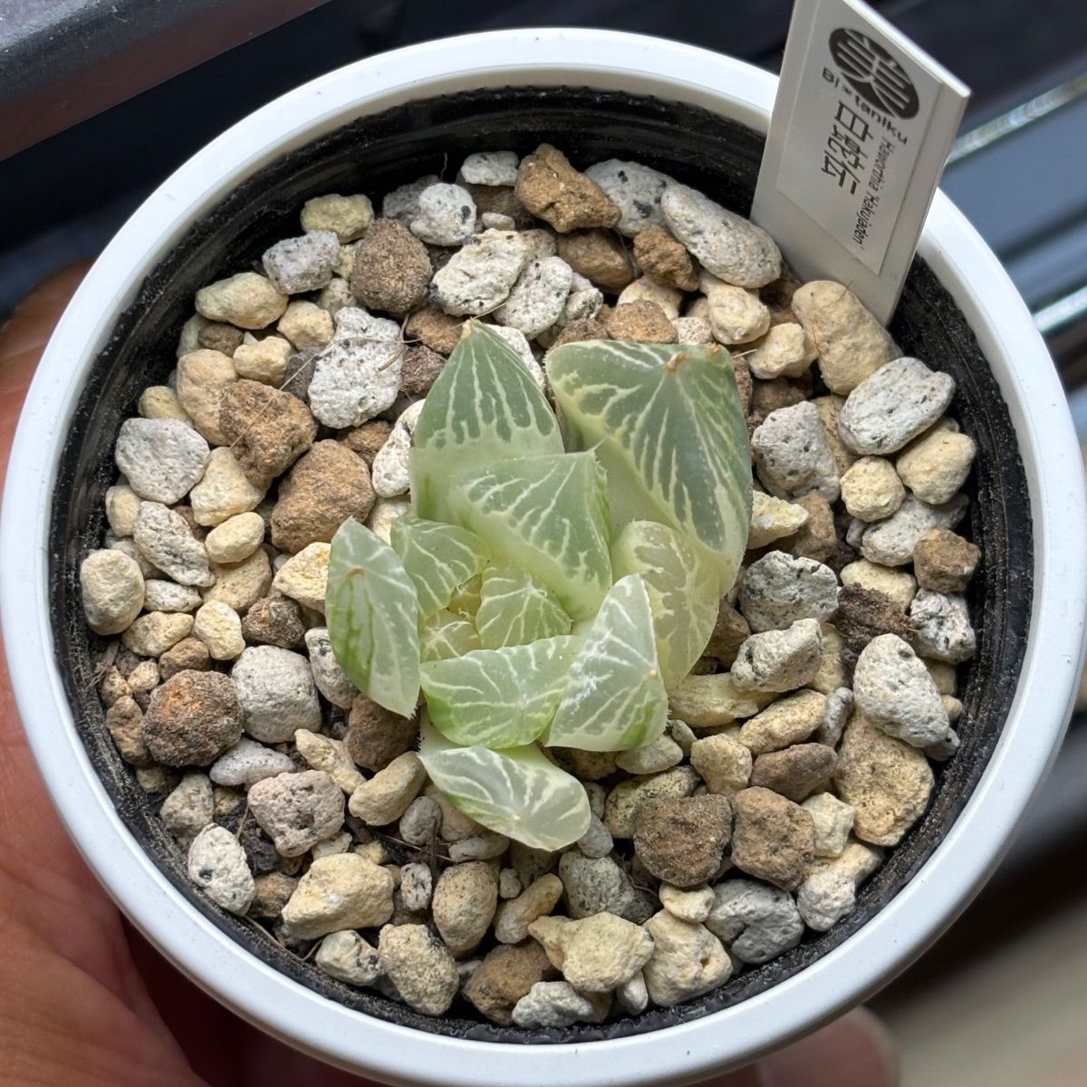 ハオルチア ☆ 白蛇伝（カキ仔発根済み）斑入り 糊斑 - メルカリ