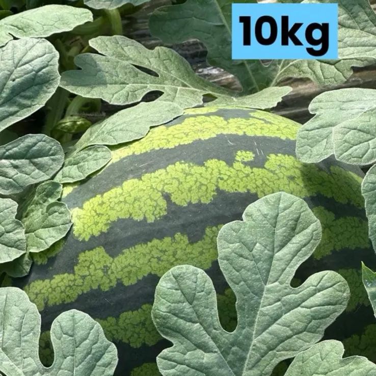 産地直送 熊本植木町スイカ【1玉入り】10kg