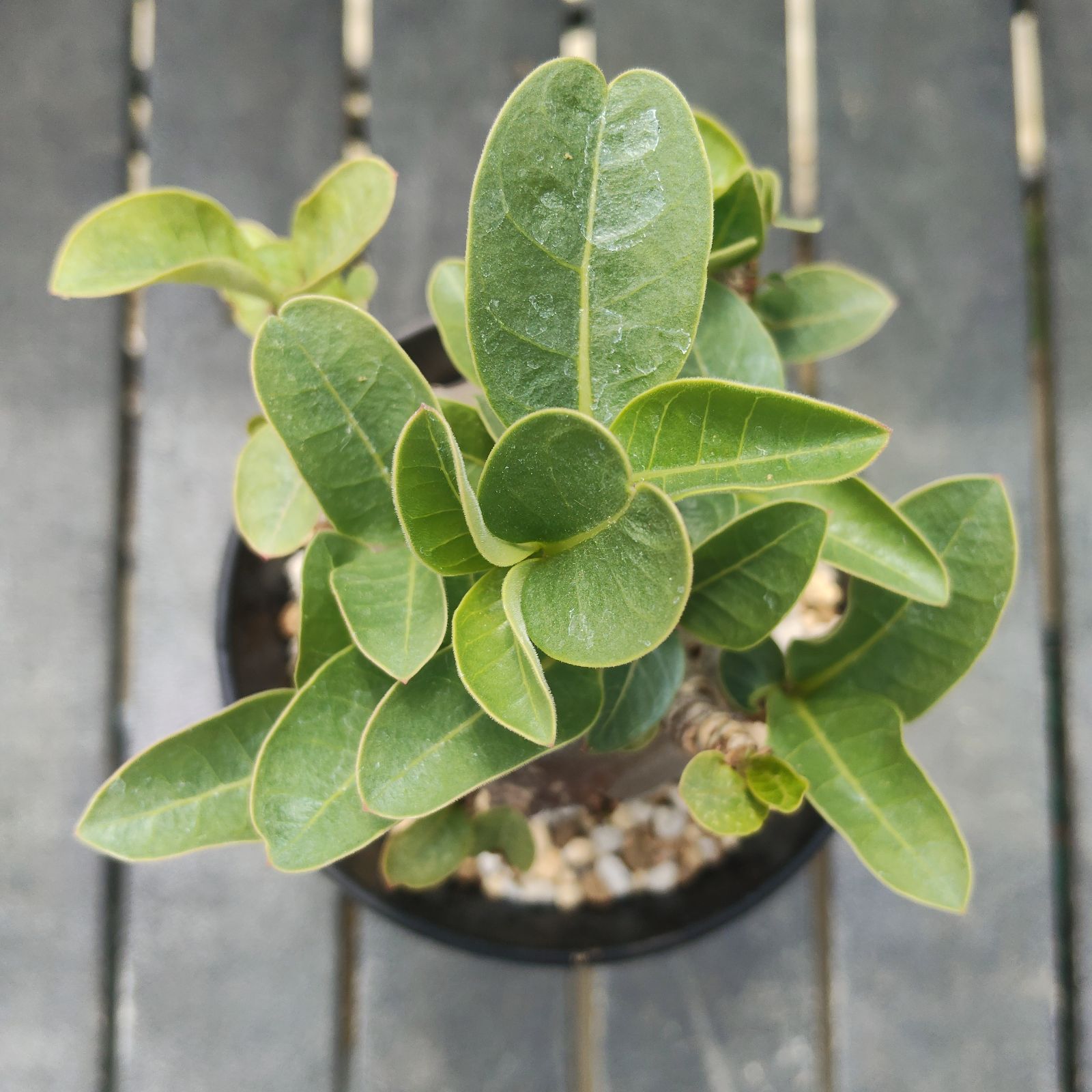 a81 アデニウム ドワーフ ブラックスキン 塊根植物 コーデックス