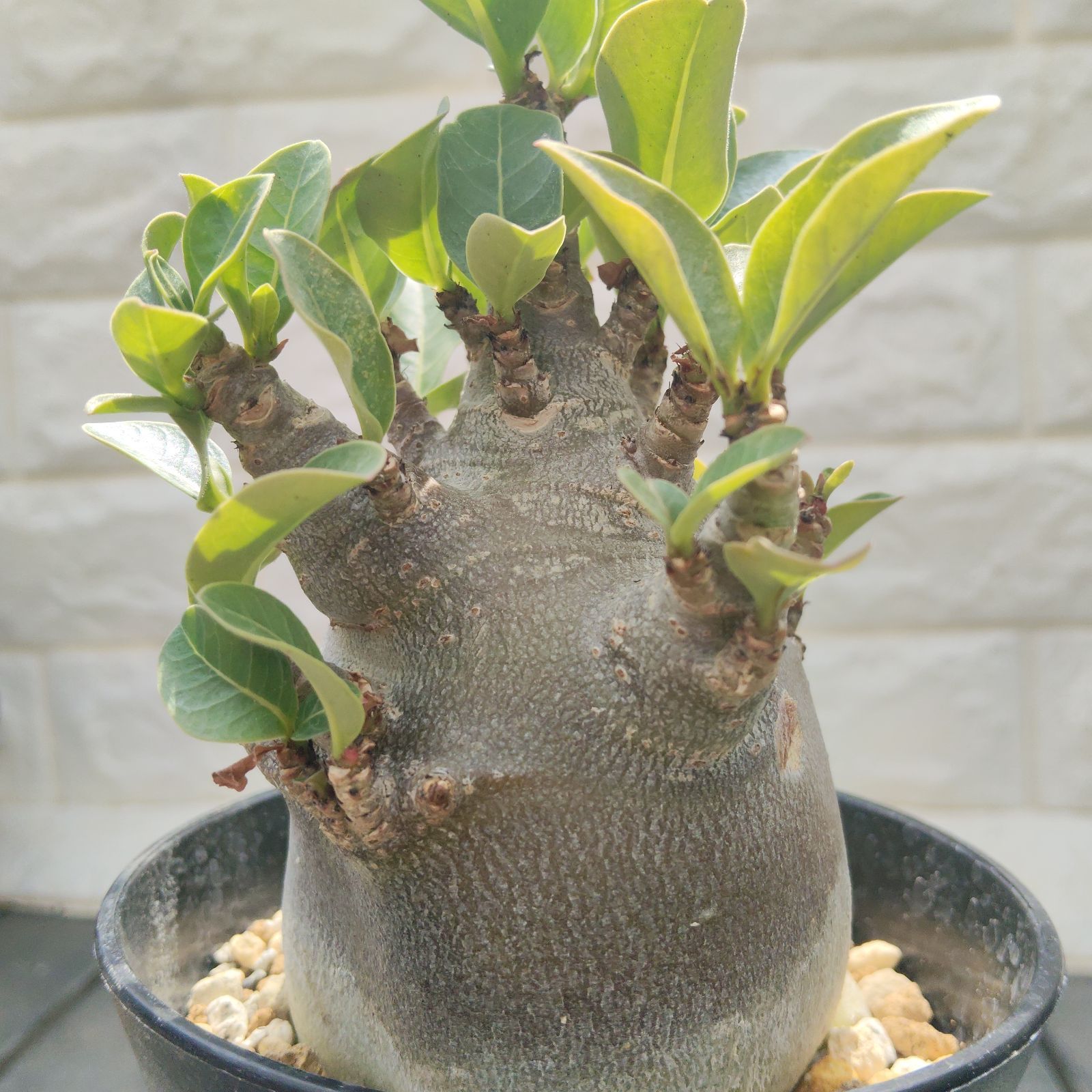 a81 アデニウム ドワーフ ブラックスキン 塊根植物 コーデックス