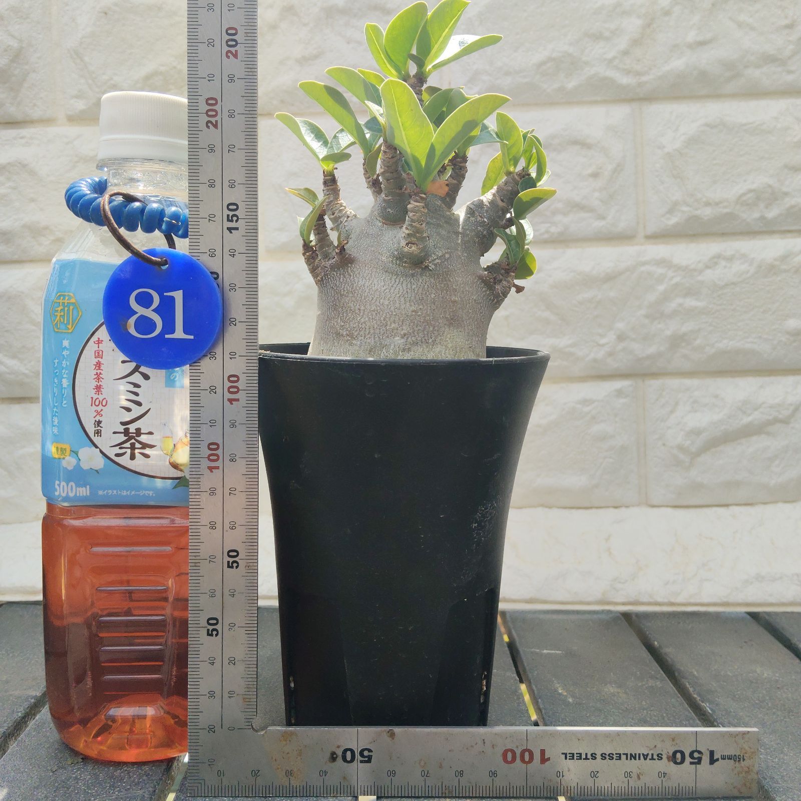 a81 アデニウム ドワーフ ブラックスキン 塊根植物 コーデックス