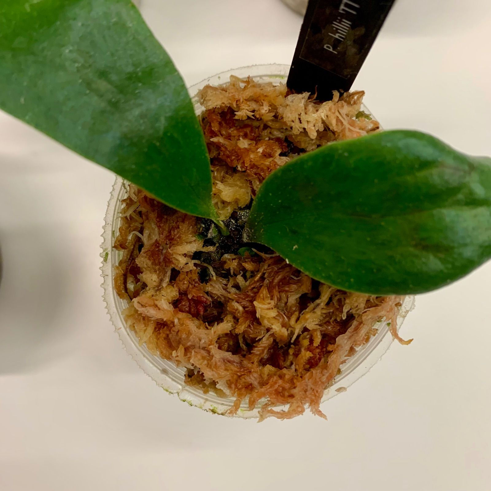 厳選】ビカクシダの魅力凝縮5種セット！ | 胞子培養株| 数量限定