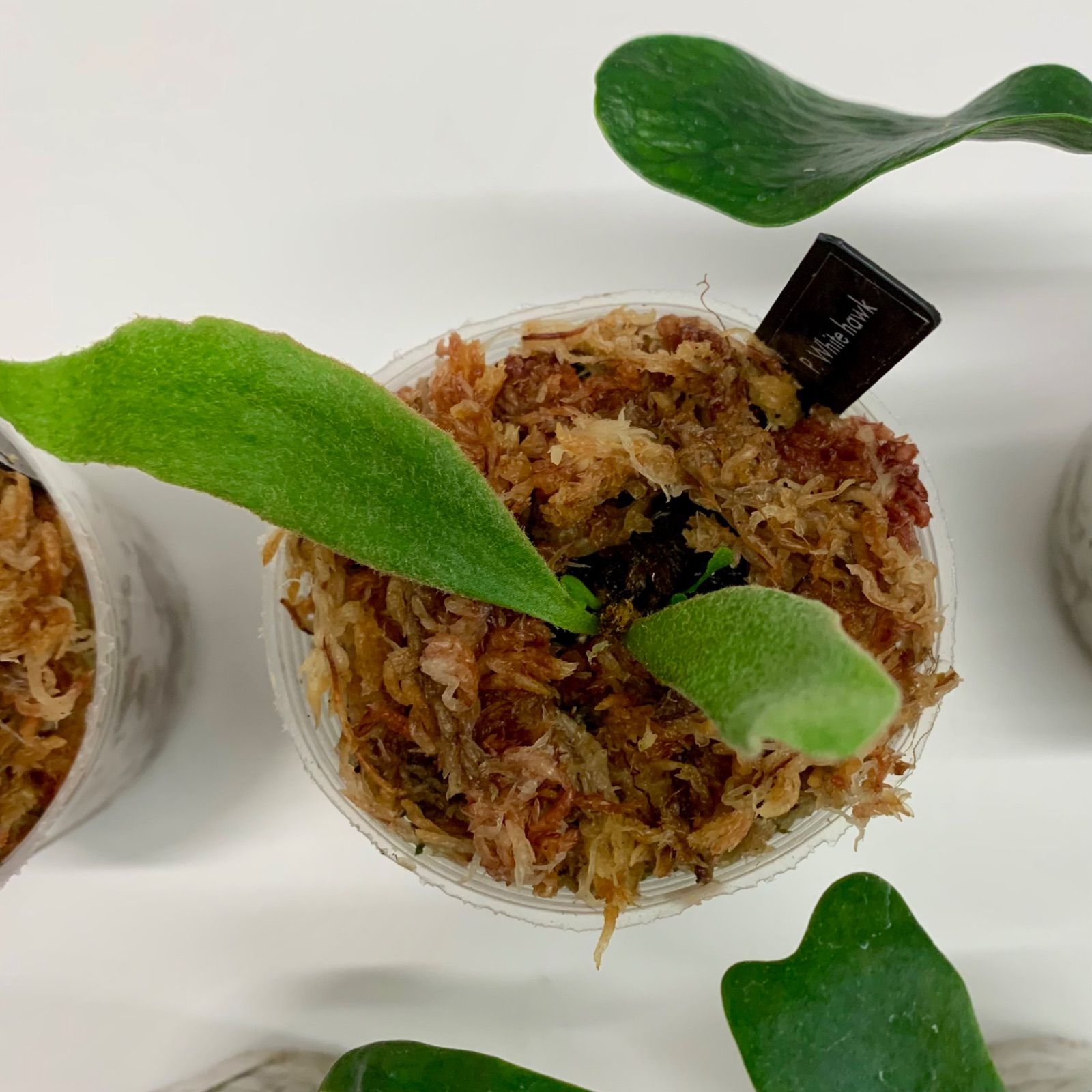 厳選】ビカクシダの魅力凝縮5種セット！ | 胞子培養株| 数量限定