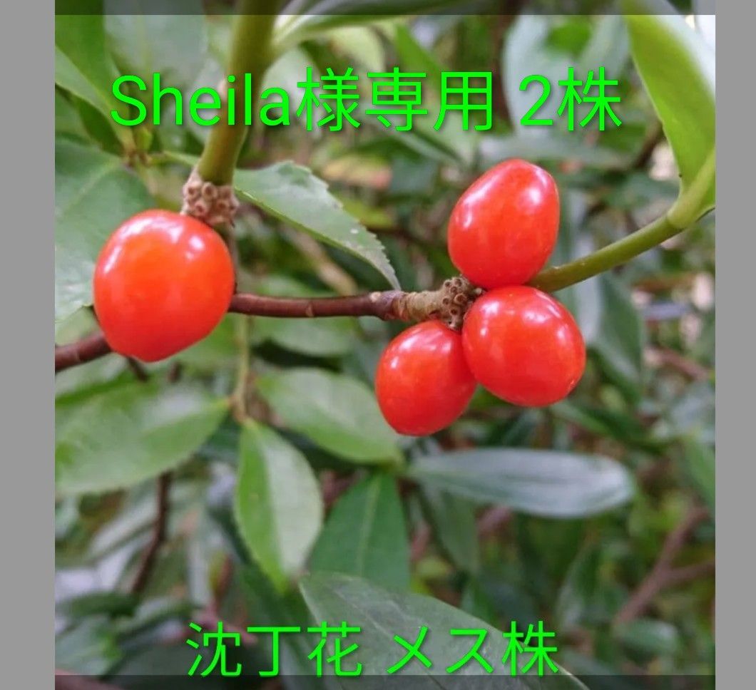 Sheila様専用 沈丁花雌2株