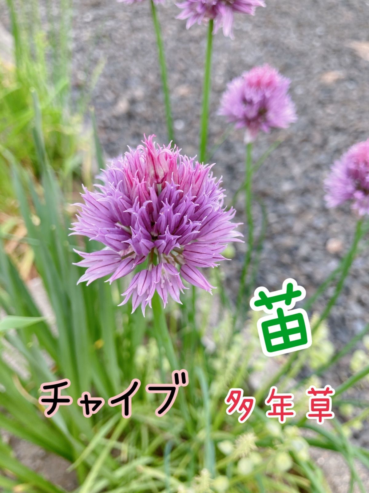 ししまる様専用 チャイブ苗200本